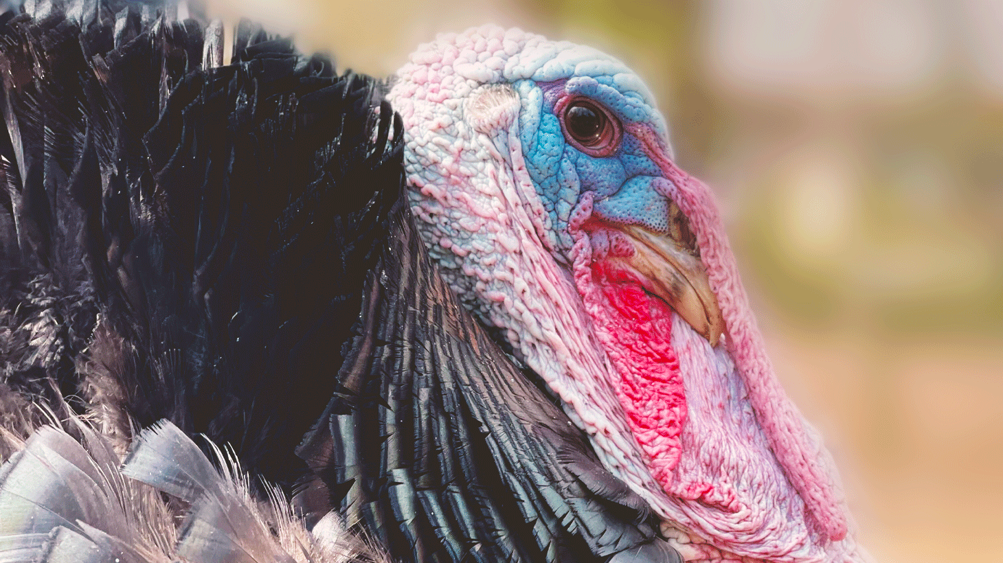 Turkey Hunting 101: A Primer on the Official Game Bird of South Carolina