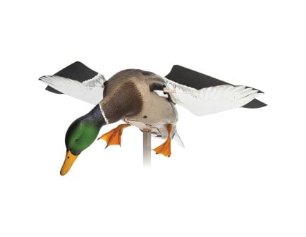 Waterfowl