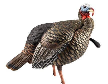 Avian-X HDR Jake Turkey Decoy