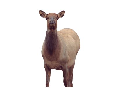 Montana Decoy Eichler Elk Cow Decoy