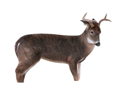 Montana Decoy The Freshman Deer Buck Decoy